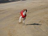 Golden Rabbit European Sandtrack-Derby Th. Ernst (135)